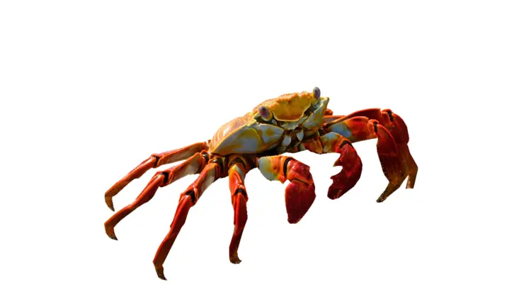 Colorful Crab