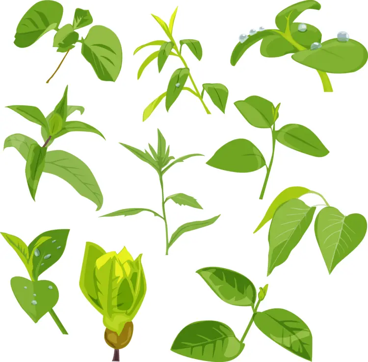 Various Green Leaves Illustration