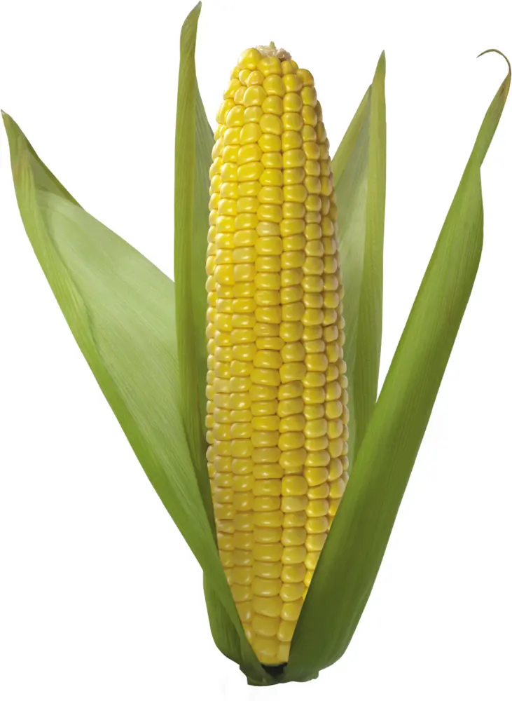 Fresh Yellow Corn