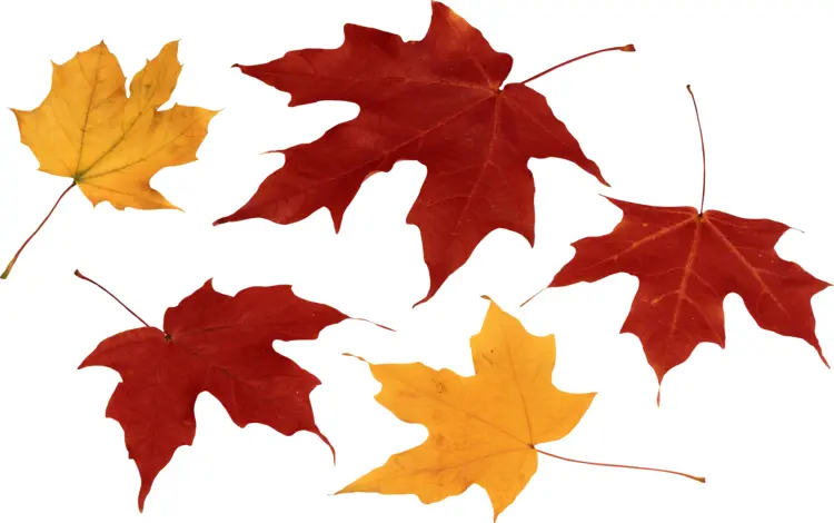 Red and Yellow Autumn Leaves