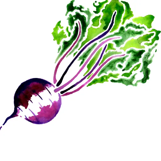 Purple Beet with Green Leaves