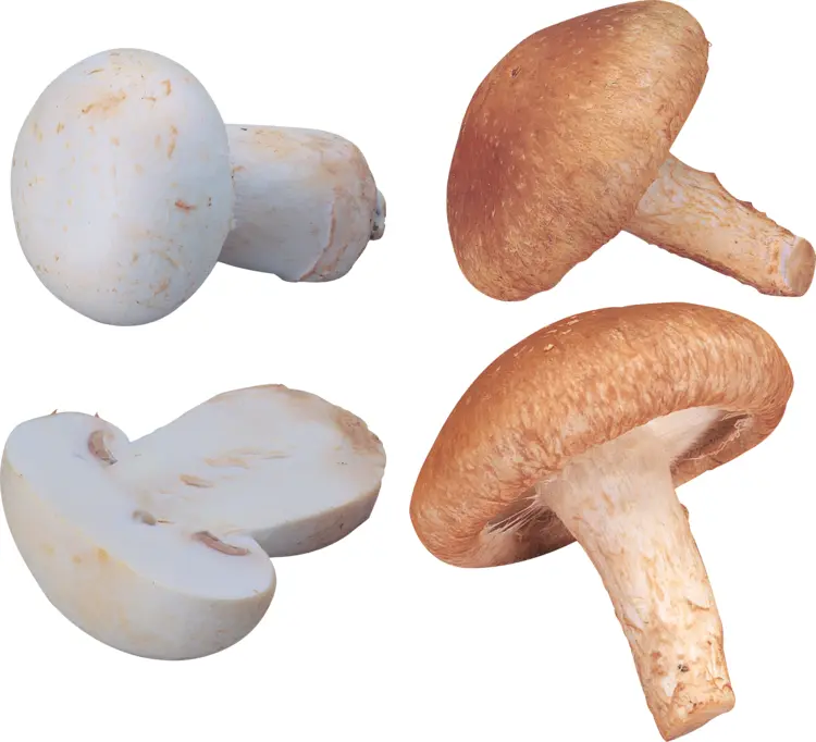White and Brown Mushrooms
