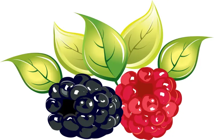 Juicy Blackberry and Raspberry with Leaves