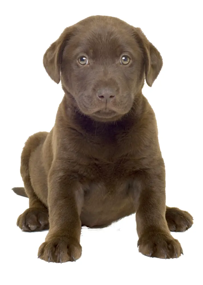 Adorable Brown Puppy