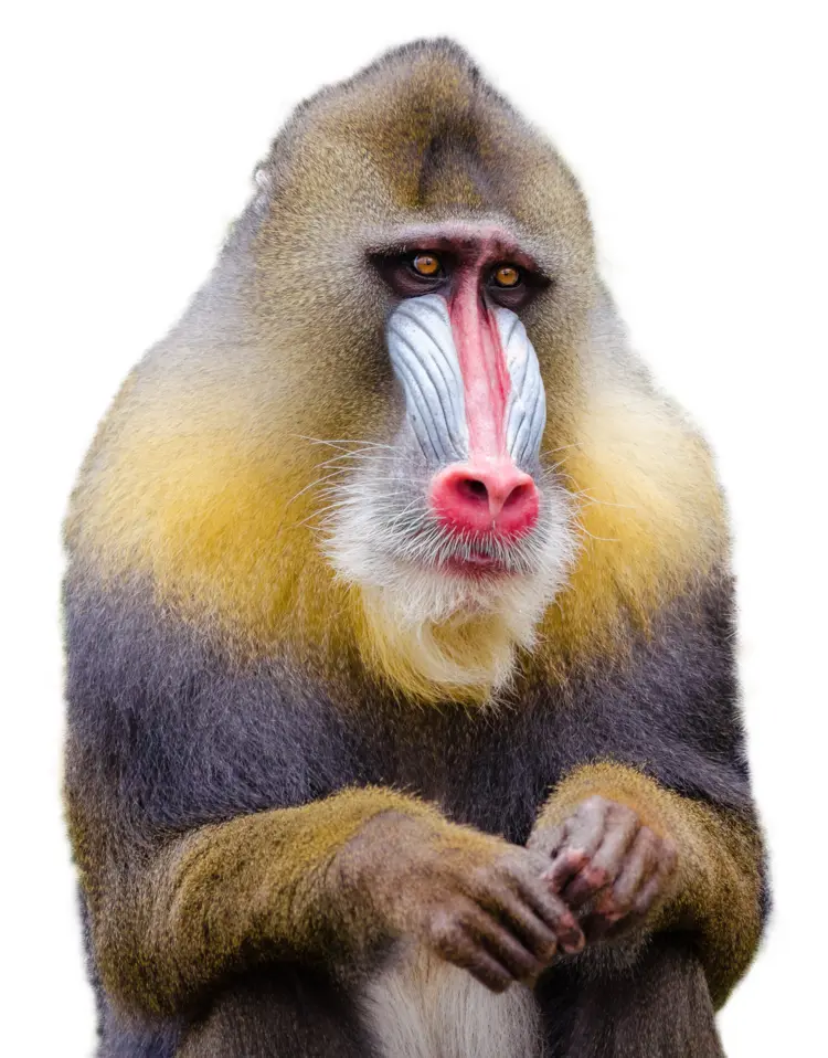 Colorful Mandrill in the Jungle