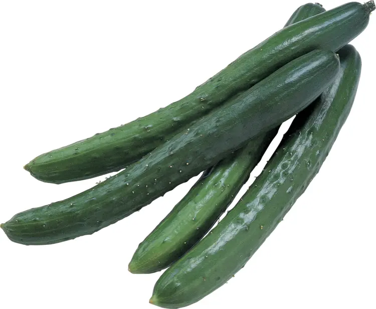 Long Green Cucumbers