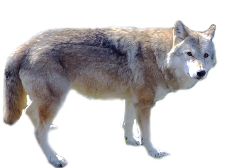 Light Brown Wolf in the Wild
