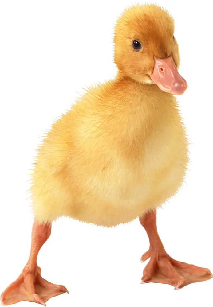 Cute Yellow Duckling