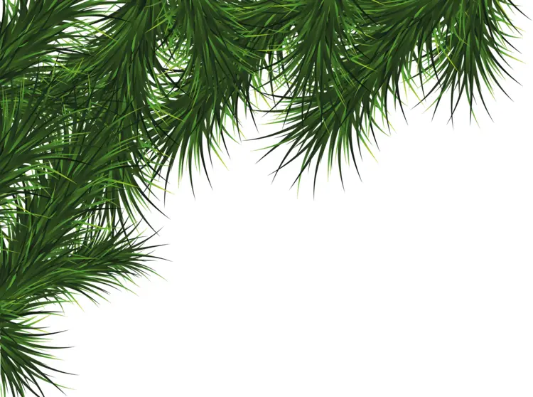 Green Pine Branches