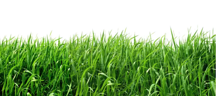 Green Grass Field