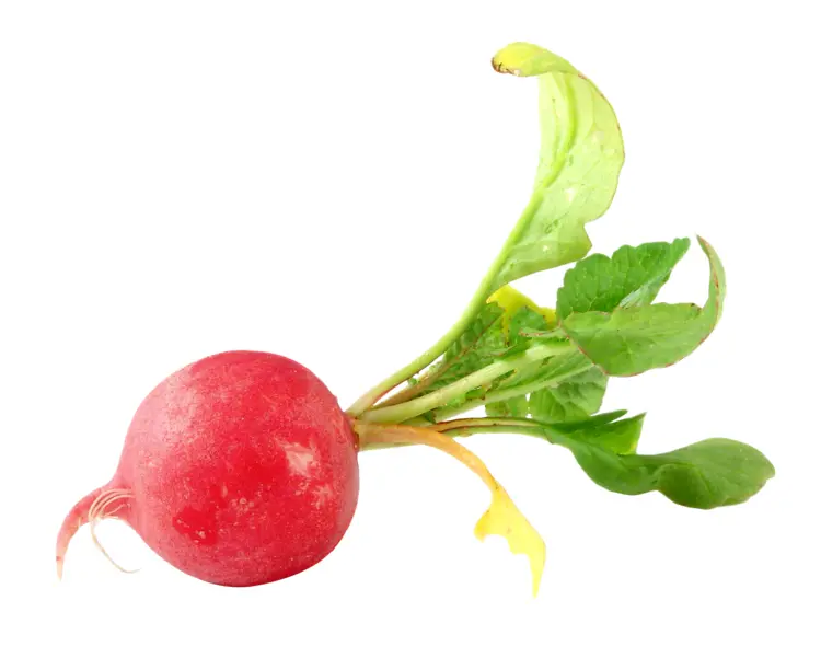 Fresh Red Radish