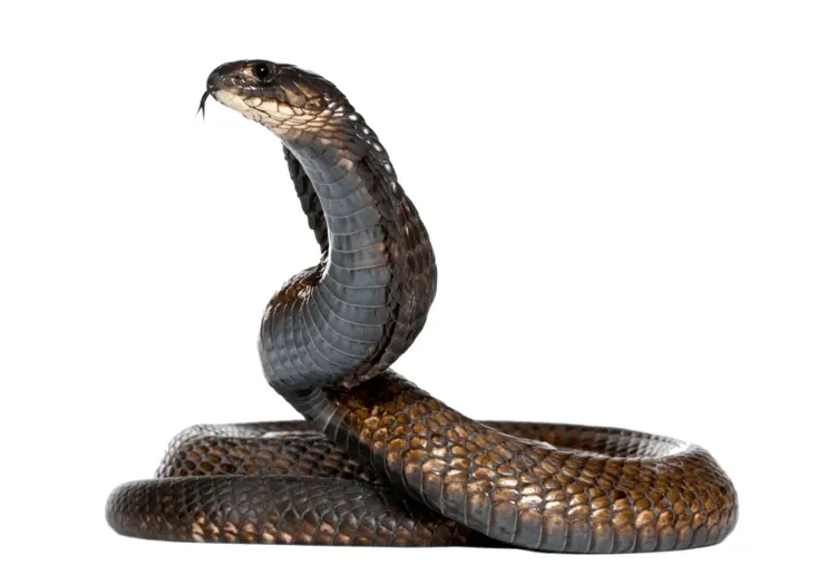 Black Cobra with Raised Hood