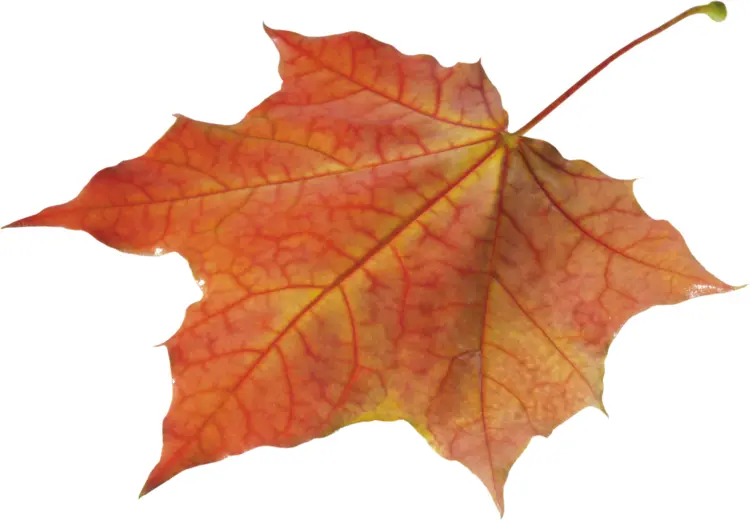 Orange Maple Leaf in Autumn