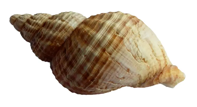 Beautiful Seashell from the Ocean