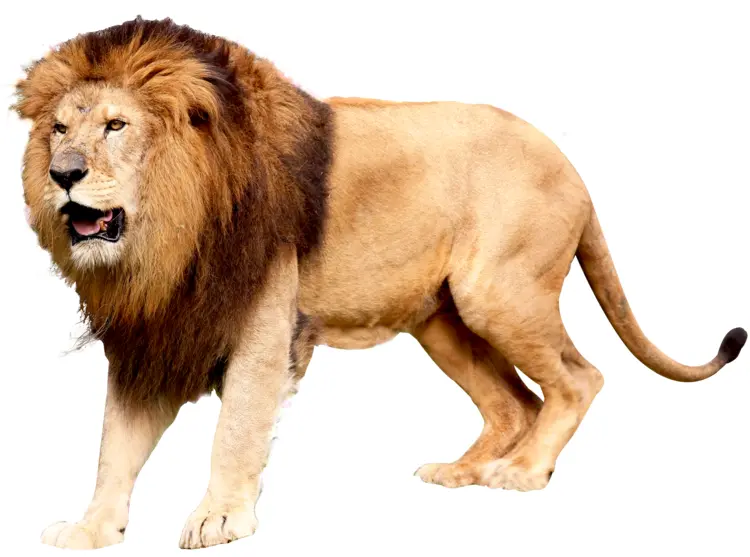 Powerful Lion Roaring