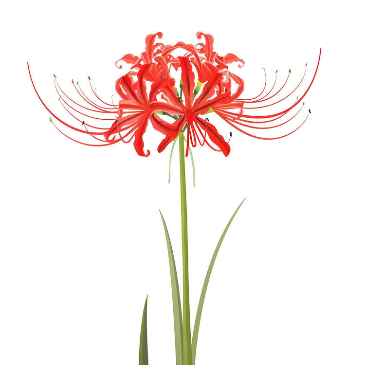 Red Spider Lily Flower
