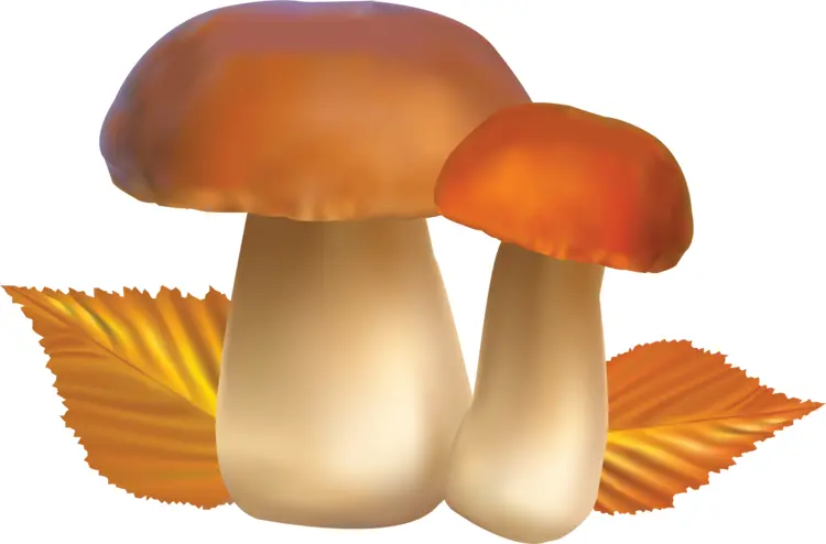 Pair of Brown Mushrooms