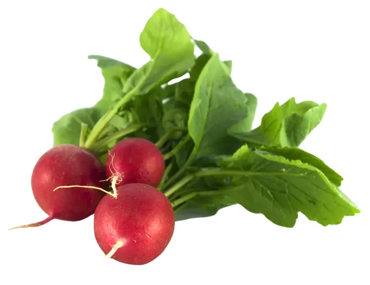 Fresh Red Radishes with Green Leaves