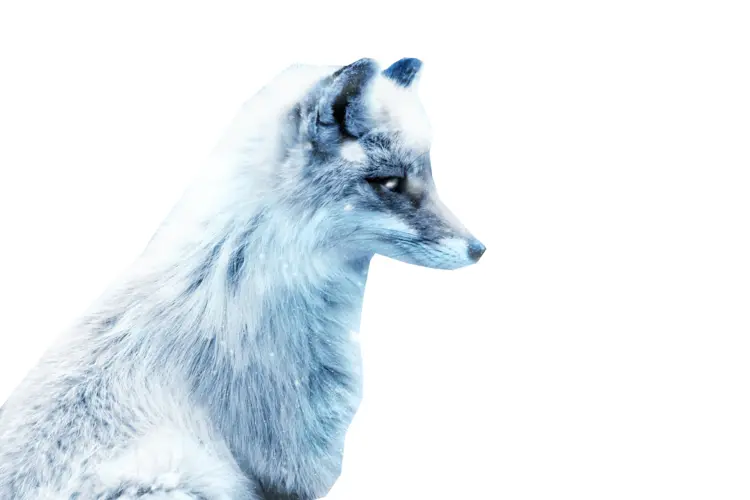Side View of Arctic Fox