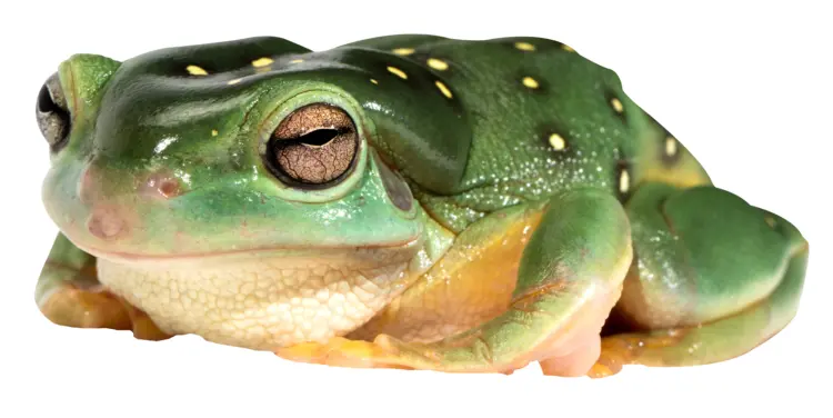 Green Frog in Natural Habitat