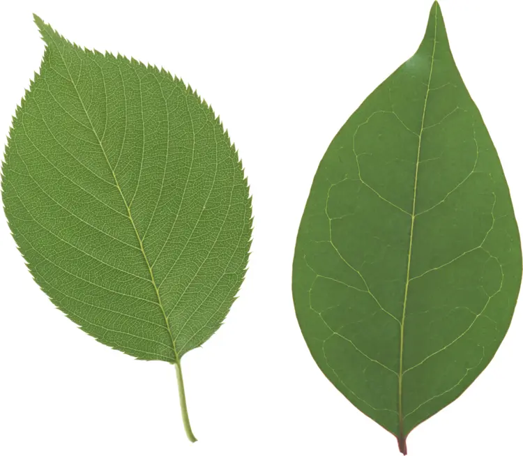 Green Leaves Pair
