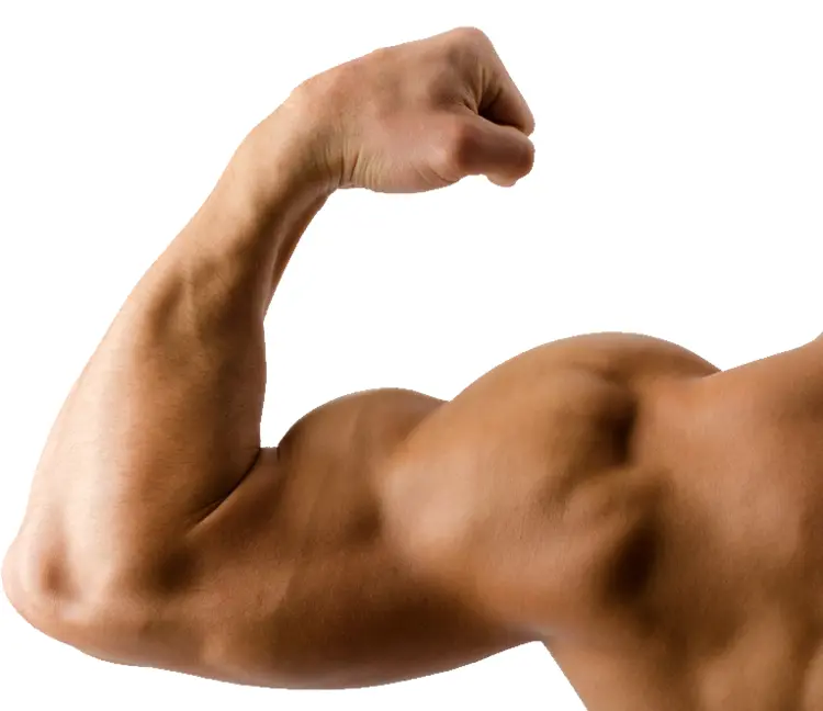Flexed Arm Showing Bicep