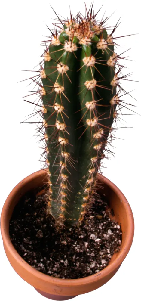 Spiky Green Cactus in a Pot
