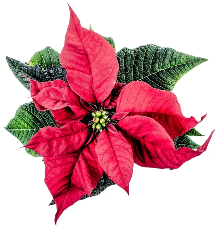 Poinsettia with Red and Green Leaves