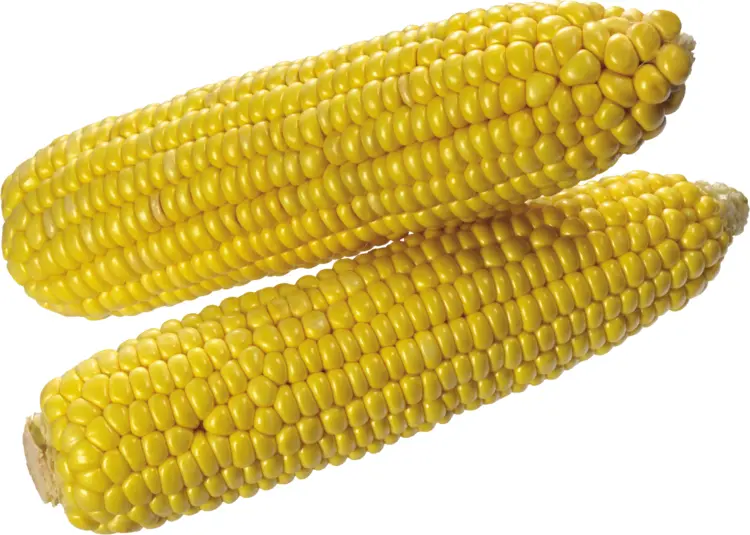 Yellow Corn on the Cob
