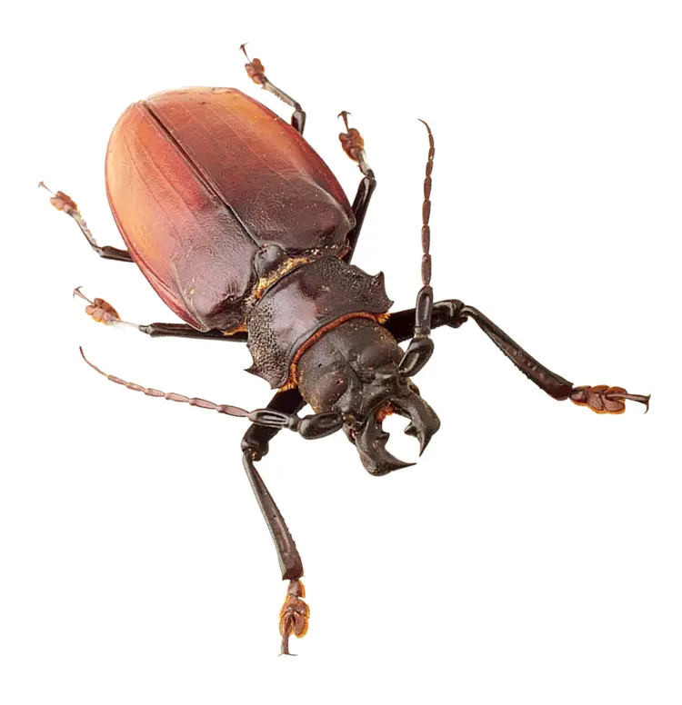 Brown Beetle on Transparent Background