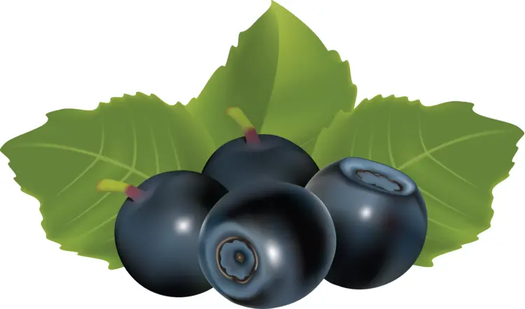 Cluster of Blueberries with Leaves