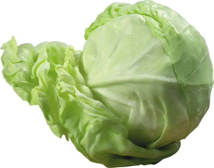 Fresh Green Cabbage