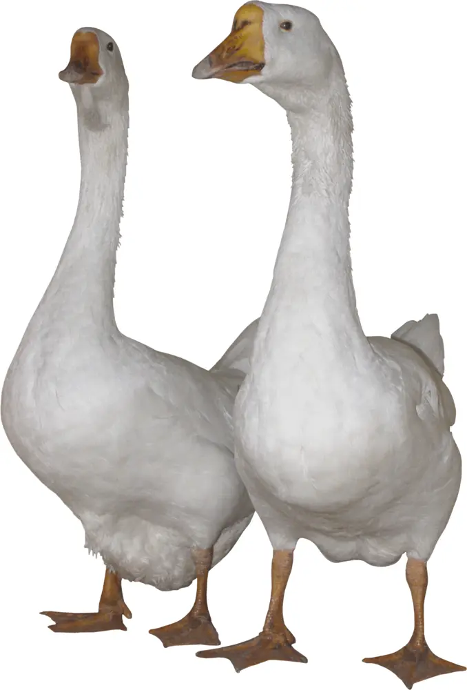 Pair of White Geese