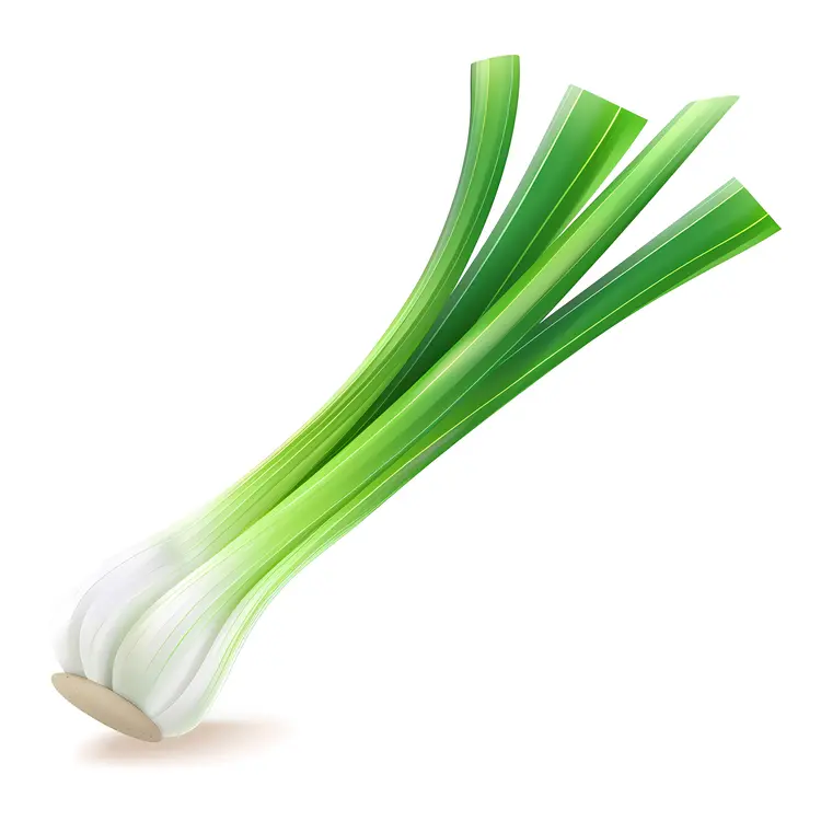 Green Onions Realistic Illustration