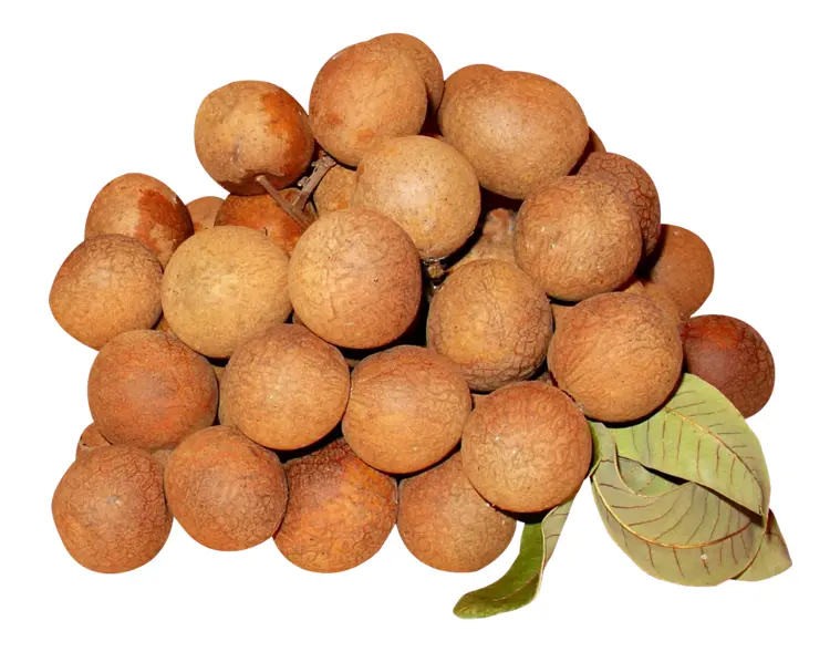 Bunch of Ripe Longan Fruit