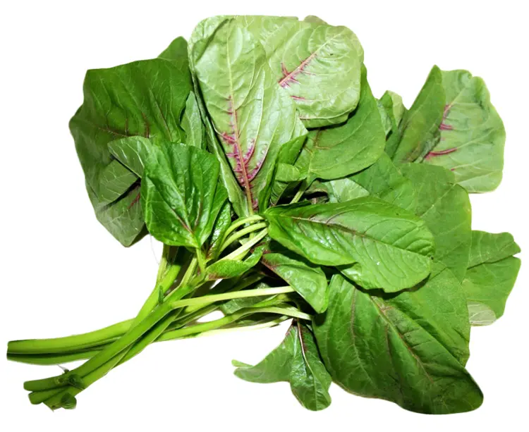 Fresh Green Spinach