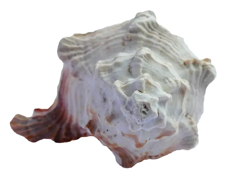 White and Brown Spiky Seashell