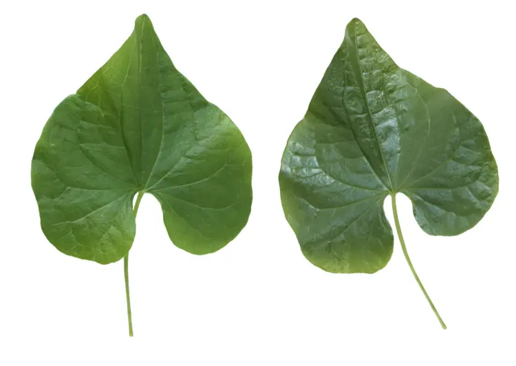 Pair of Green Leaves