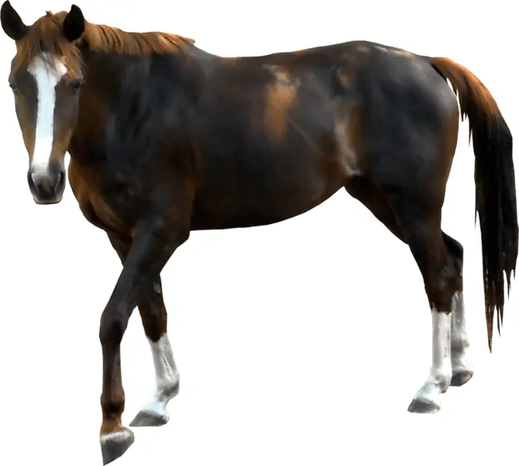 Brown Horse in Natural Pose