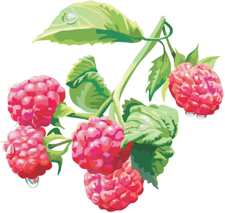 Colorful Illustrated Raspberries