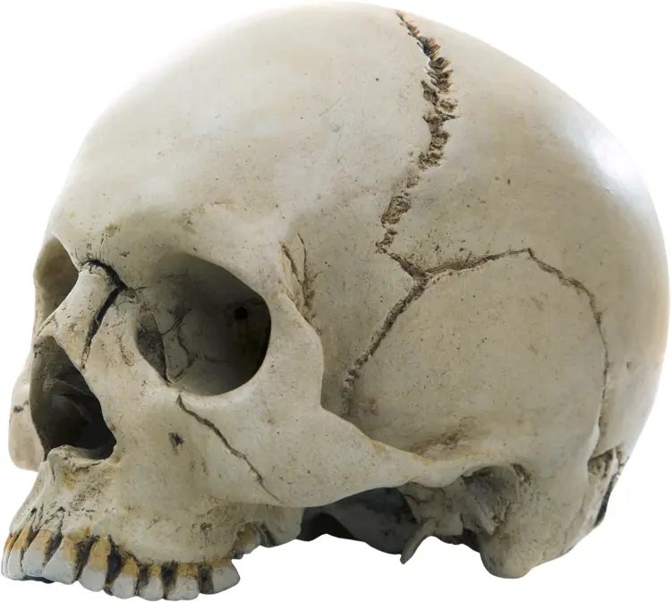 Human Skull Side View