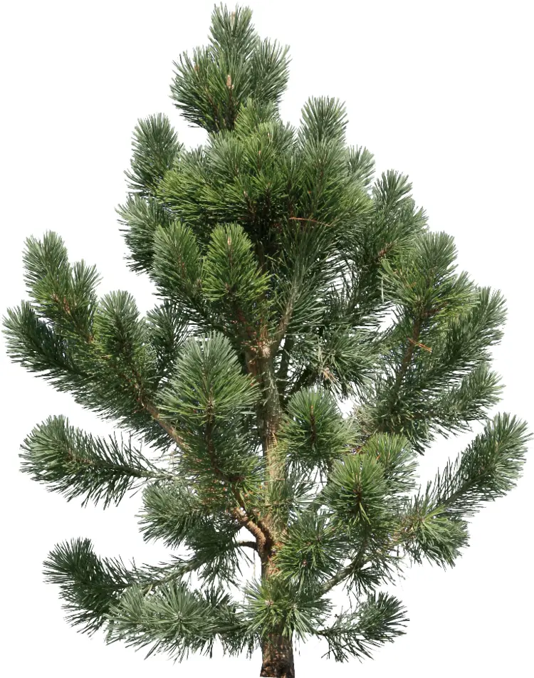 Green Pine Tree with Needles
