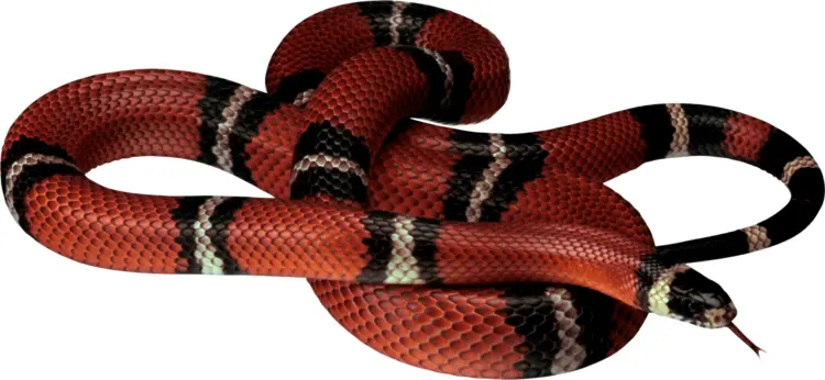 Red and Black Snake Coiled