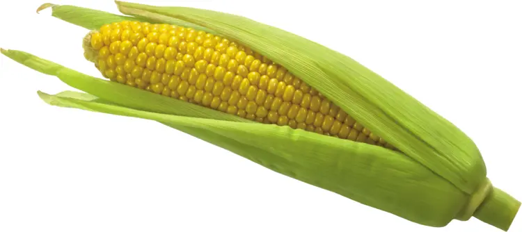 Corn on the Cob with Green Husk
