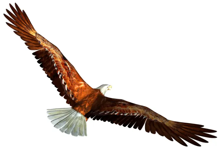 Majestic Eagle in Flight
