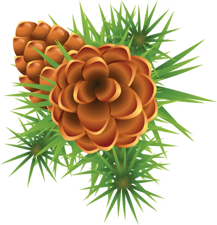 Pine Cones and Needles