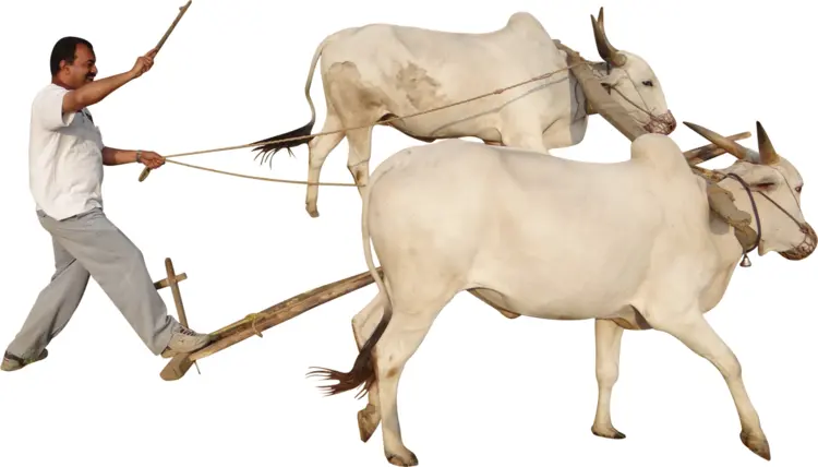 Oxen and Farmer Plowing Field