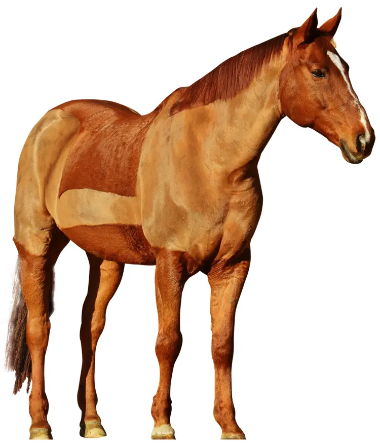 Brown Horse Standing