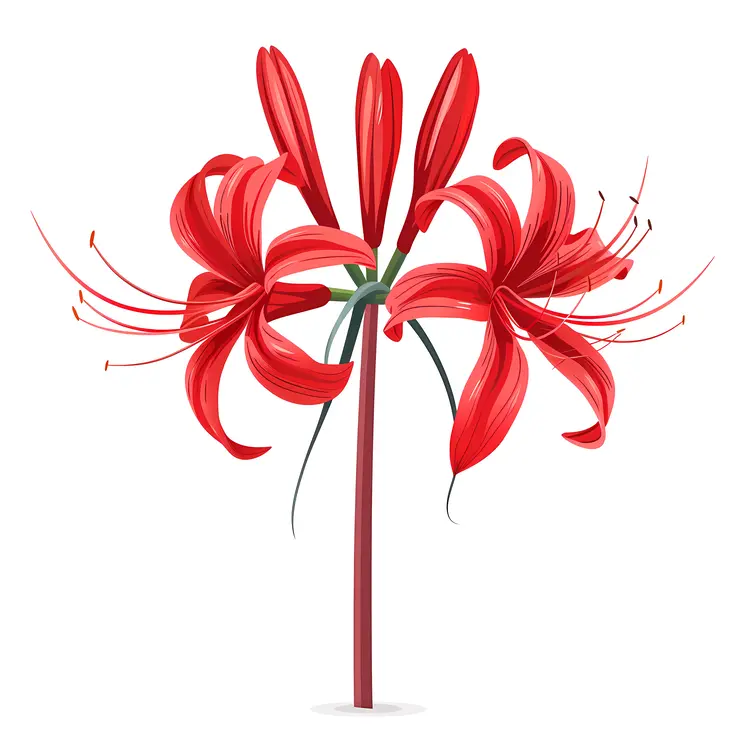 Red Spider Lily with Elegant Petals