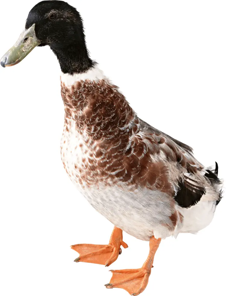 Speckled Duck in Natural Habitat